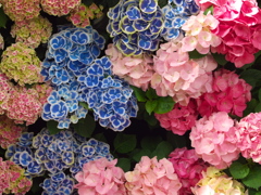 紫陽花シンフォニー♪８