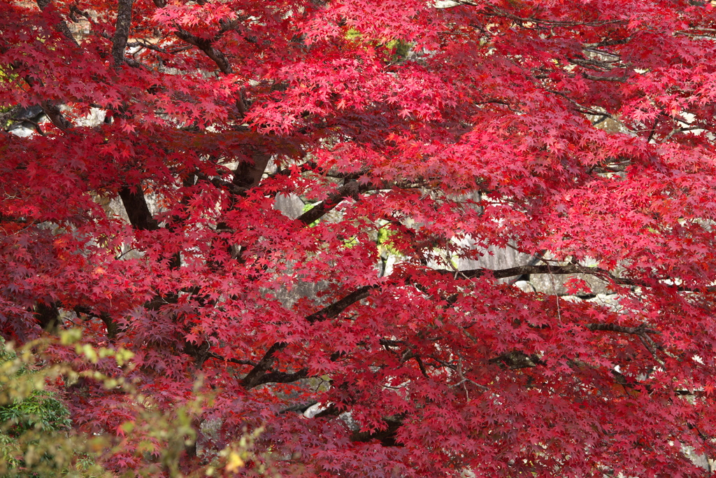 紅葉・古峯園♪1