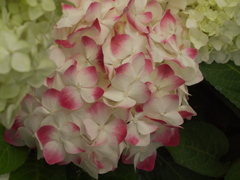 紫陽花シンフォニー♪10