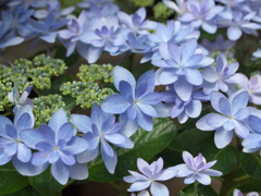 紫陽花の頃♪１