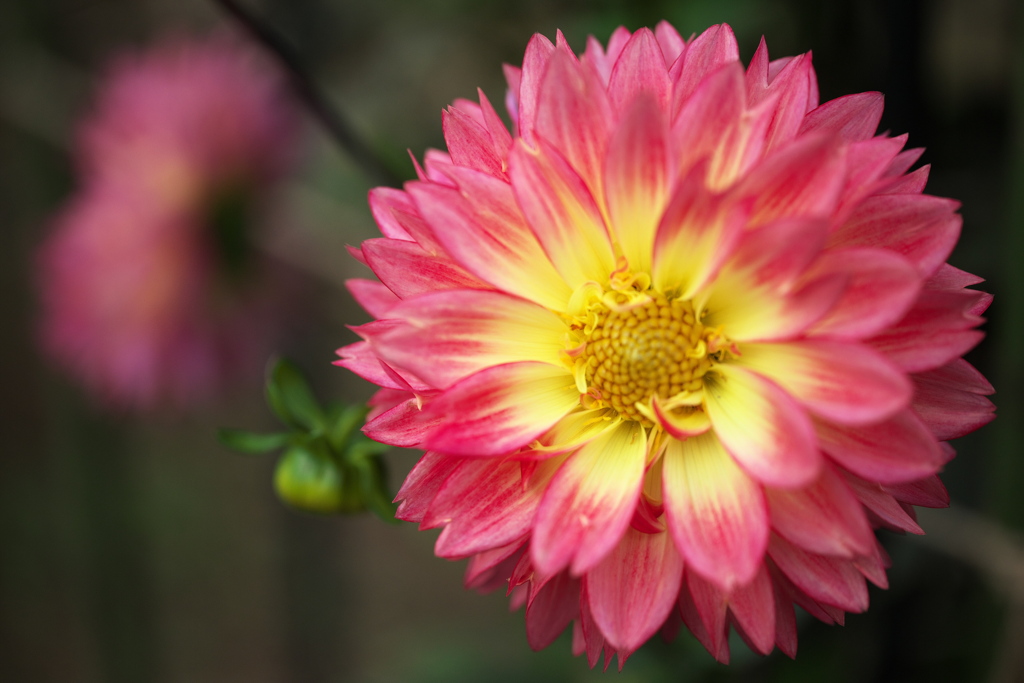 ダリアの誘惑♪5