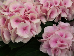 紫陽花シンフォニー♪11