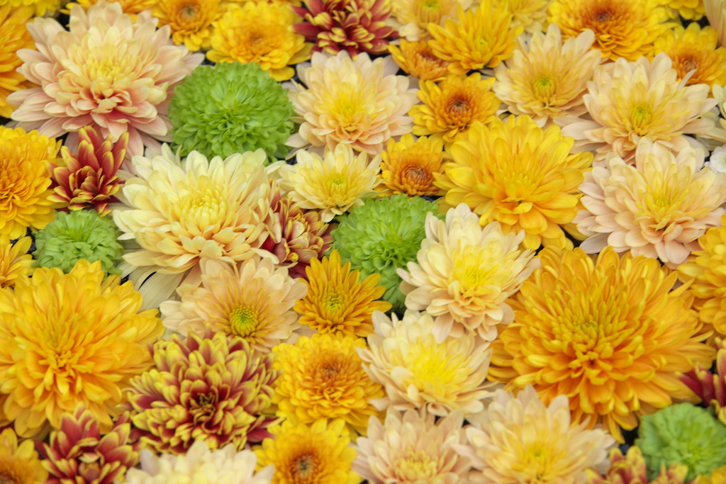 新春のマム（菊）2