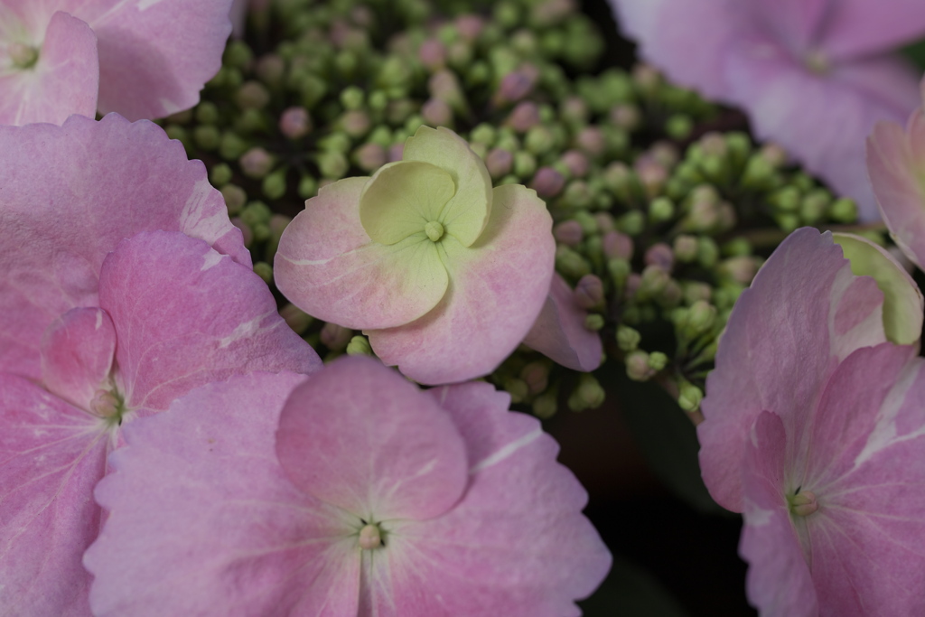 紫陽花色♪3
