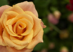 薔薇の香りに・・♪1