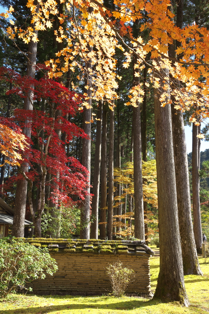 紅葉・古峯園♪8