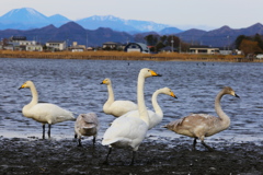 多々良沼の白鳥さん♪４