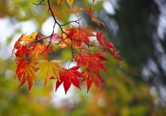 雨の日の紅葉