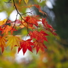 雨の日の紅葉
