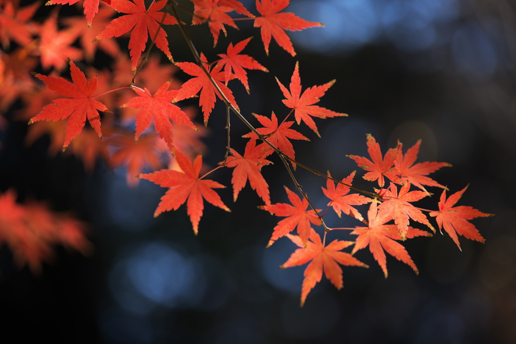 晩秋の紅葉・鑁阿寺（ばんなじ）♪12