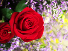 微笑みの薔薇2021♪1