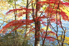 紅葉の頃・富弘美術館♪14