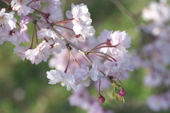 公園の春♪5