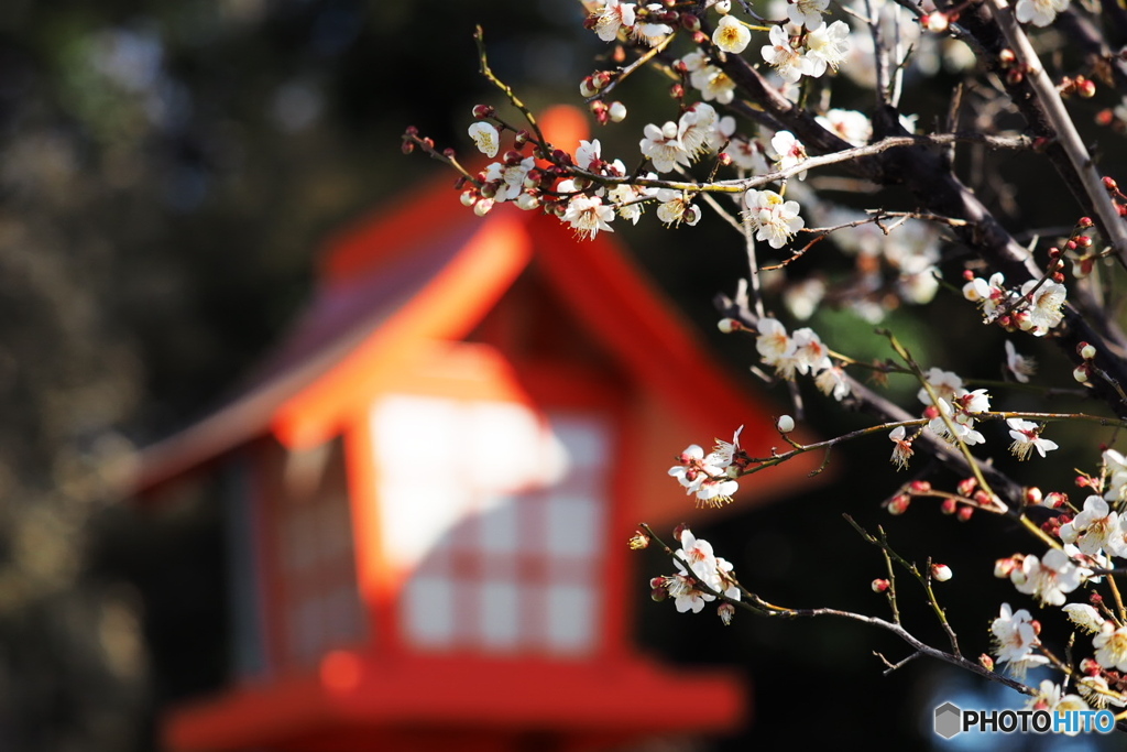天神様の梅♪1