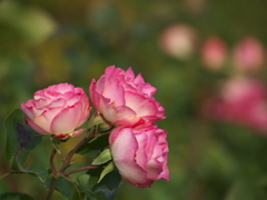 最後の薔薇ー寒風に耐えて♪1
