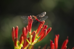 彼岸花の頃♪1