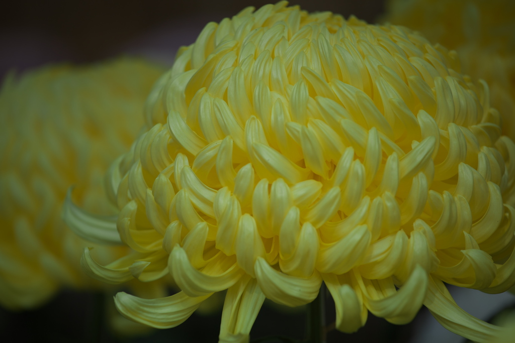 菊花展♪１