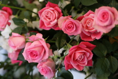 1月の薔薇♪１