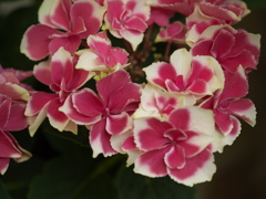 紫陽花2021♪1