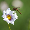 鬼怒グリーンパークの秋桜♪5