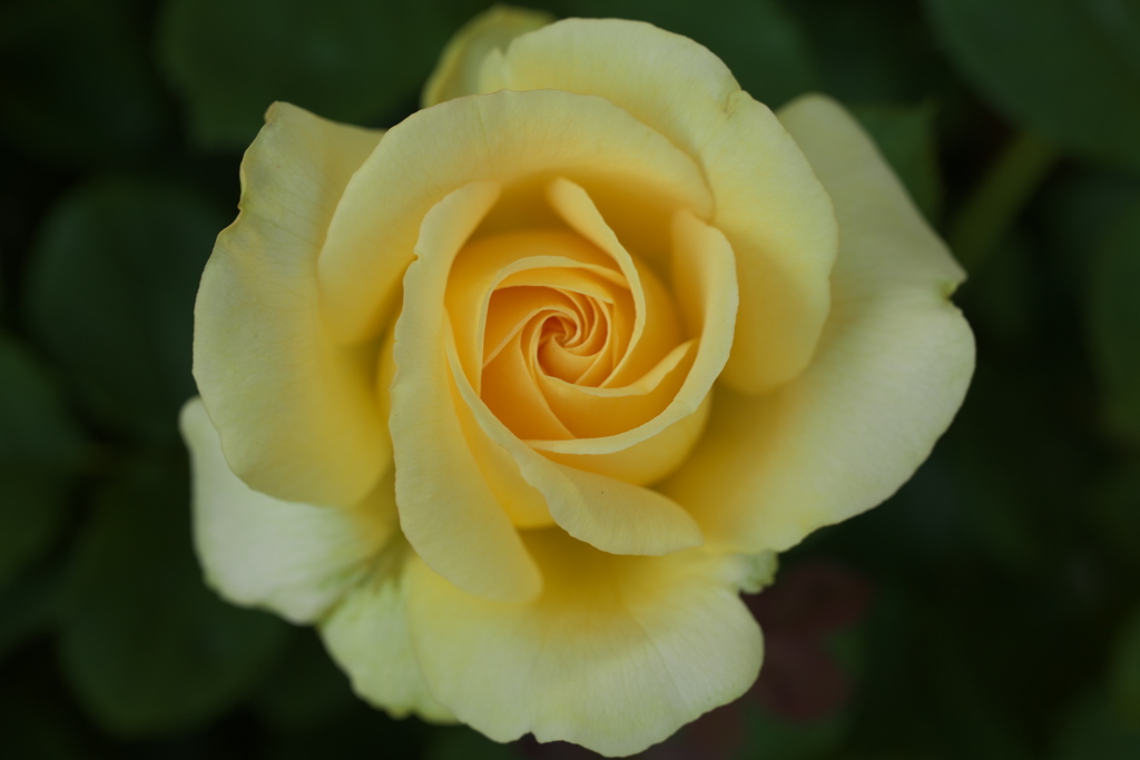 春の薔薇・あしかがフラワーパーク♪4