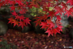 崇禅寺の秋