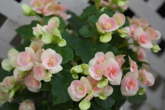 は～るよ来い♪1