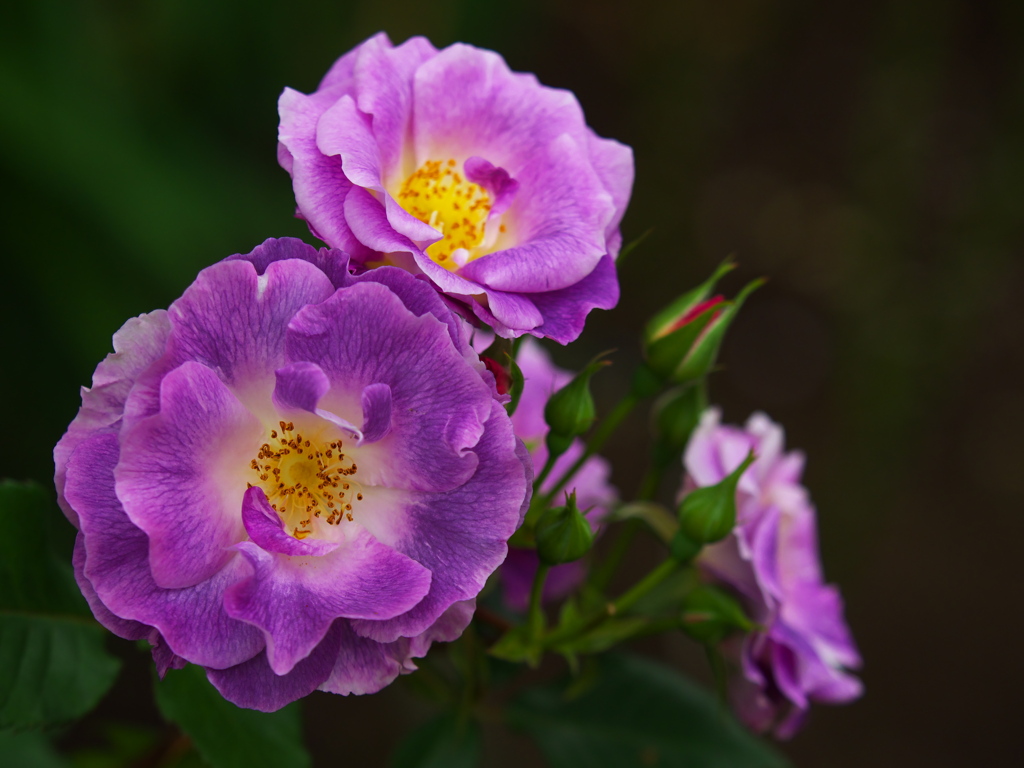 思い出の薔薇♪1