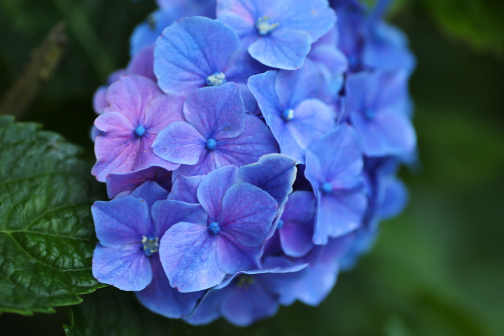 礒山神社の紫陽花♪18