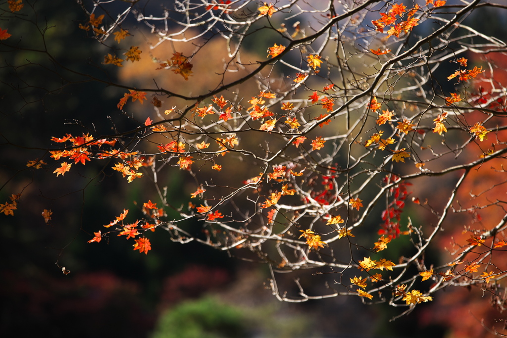 紅葉・古峯園♪1
