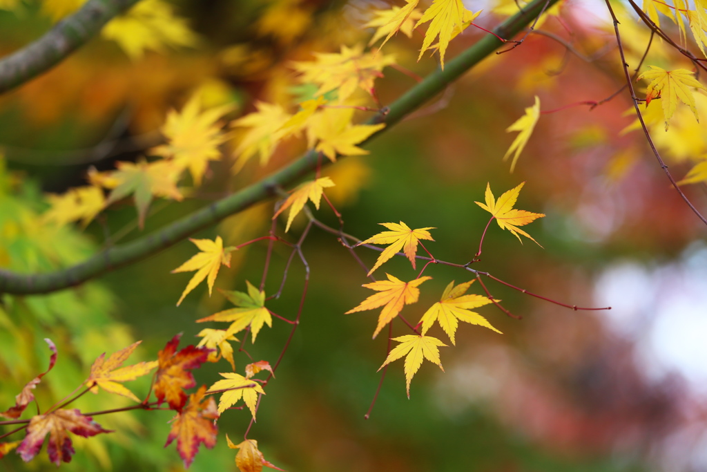 富弘美術館・紅葉♪18