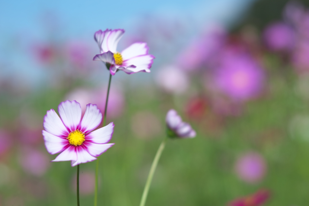 秋桜・鬼怒グリーンパーク♪6