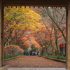 紅葉・金蔵院Ⅱ6