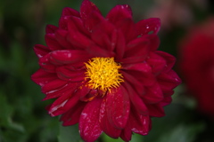 思い出のダリア♪3