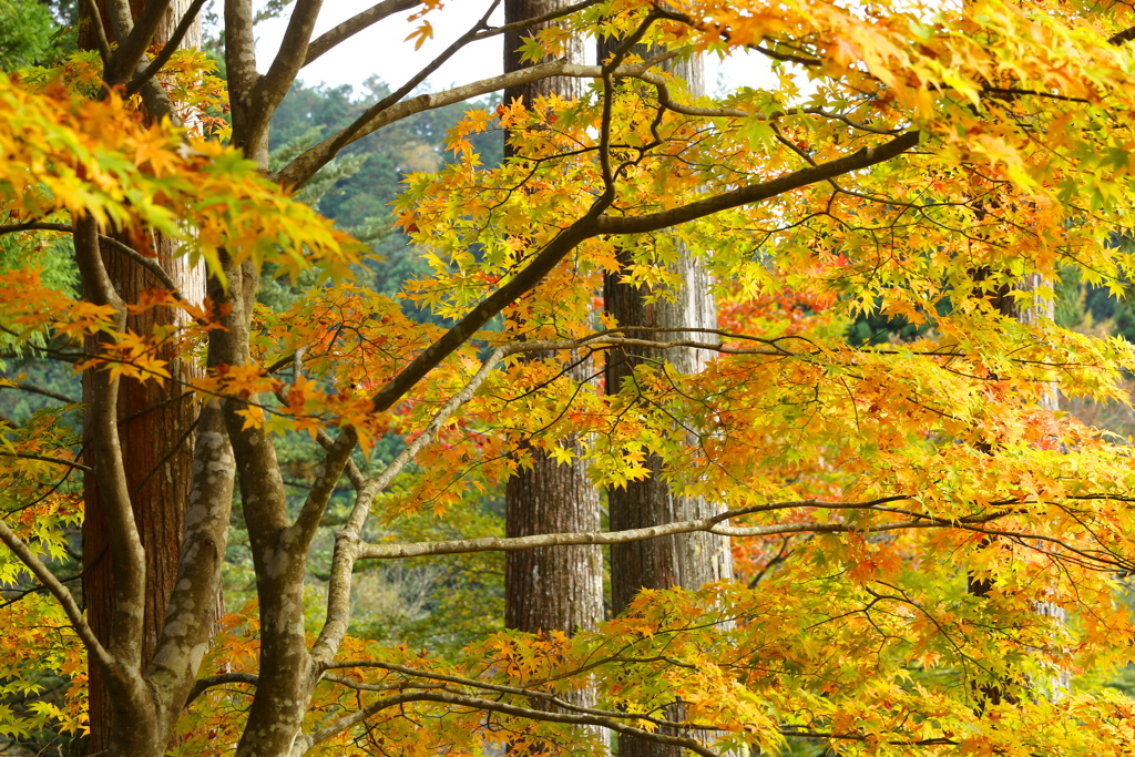 紅葉・古峯園♪2