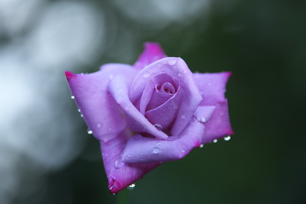 雨の日の薔薇♪2
