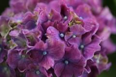 礒山神社の紫陽花♪1