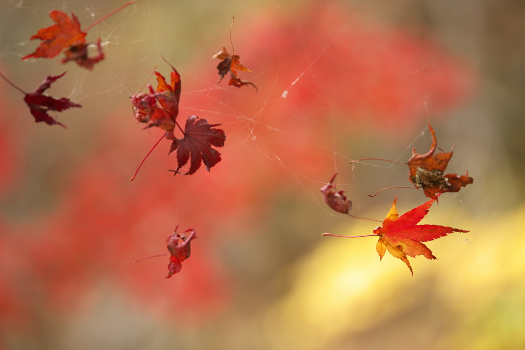 紅葉・あわの街道♪2