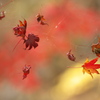 紅葉・あわの街道♪2