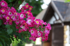 公園の彩り♪4