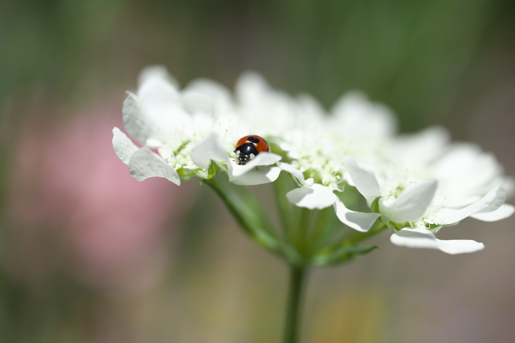 微笑みの花たち♪16