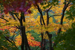 雨の日の紅葉