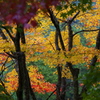 雨の日の紅葉