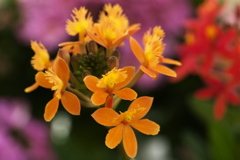 春を呼ぶ花たち