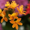 春を呼ぶ花たち