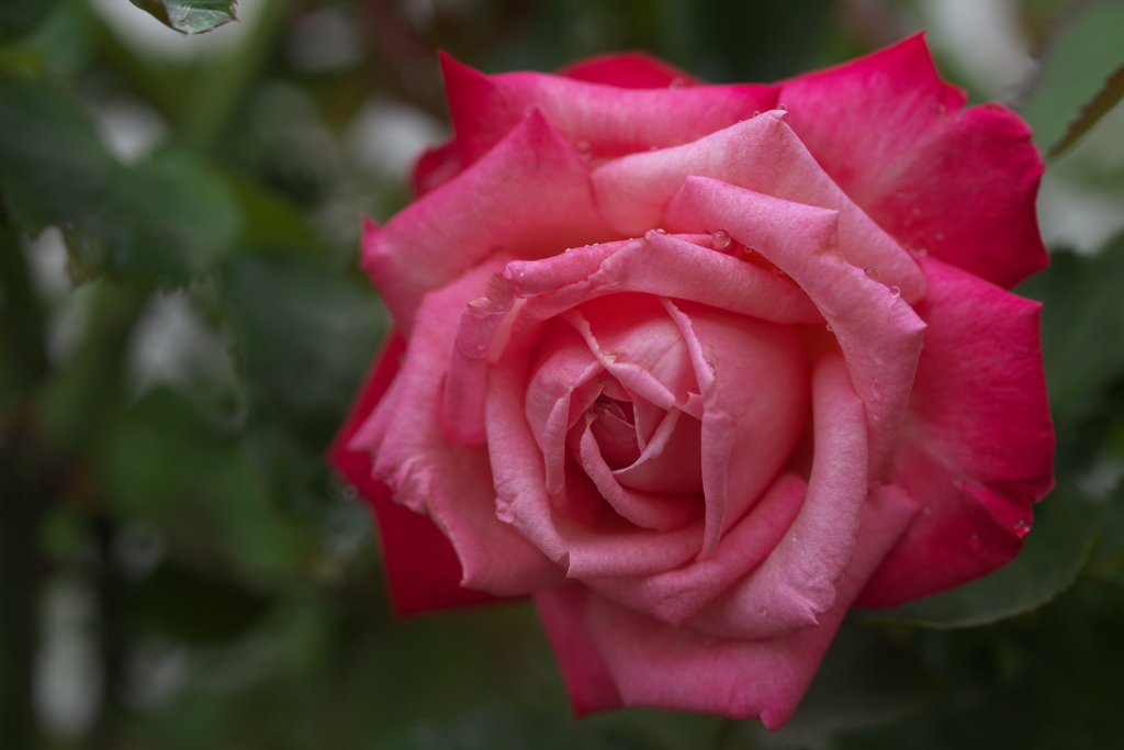 雨の日の薔薇♪4