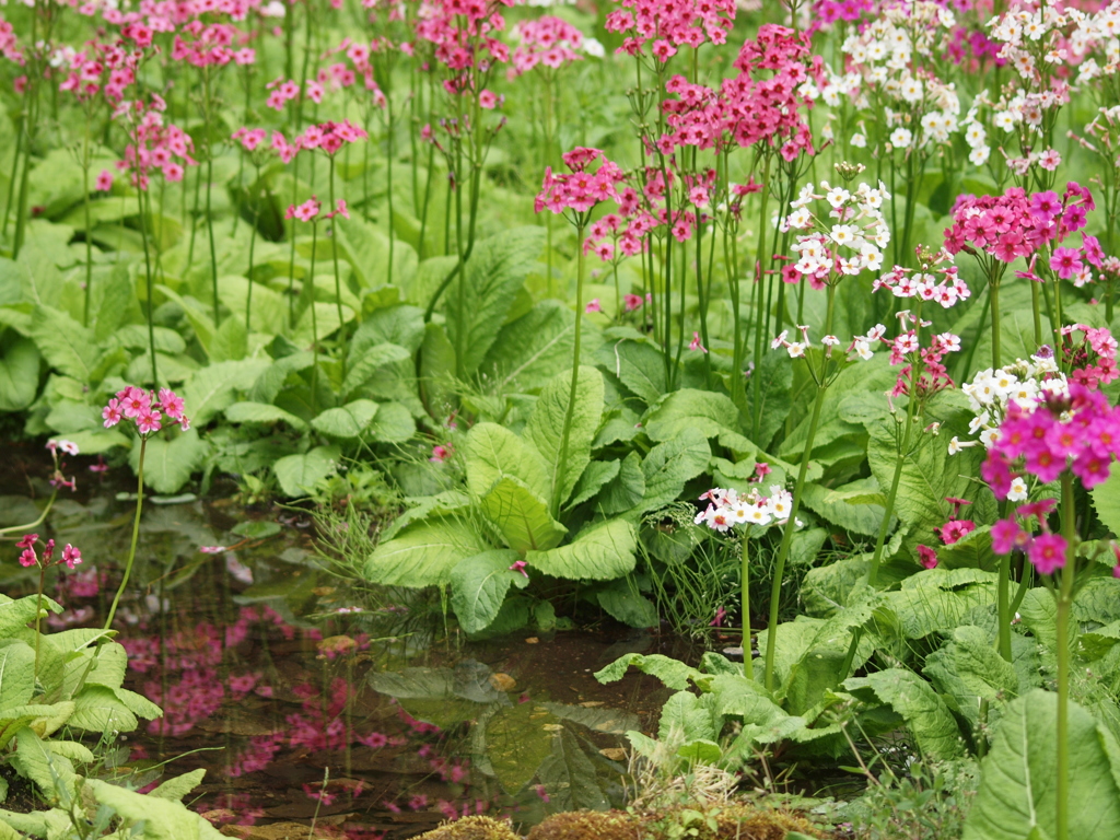初夏の水生植物園♪10