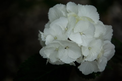 I紫陽花・清水寺（せいすいじ）♪2