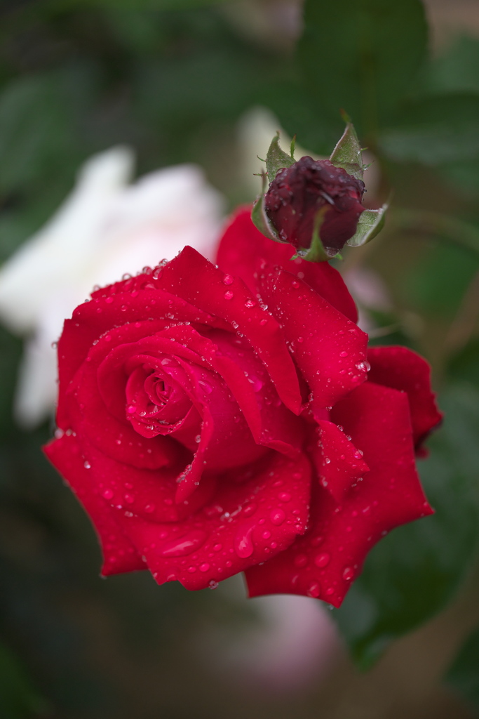 雨の日の薔薇♪1
