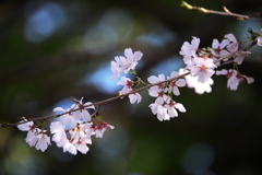 公園の小さな春♪3